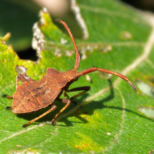 Coreus marginatus